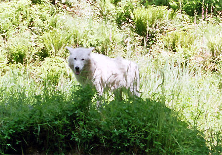 Wölfe beim Grouse Mountain